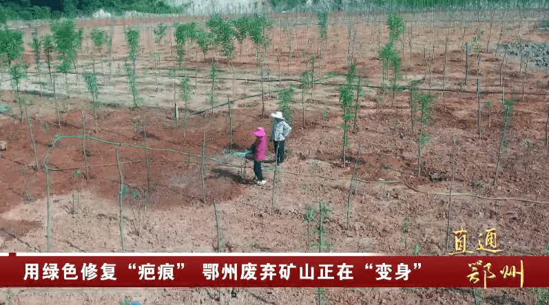 岳的大肥屁熟妇五十路99