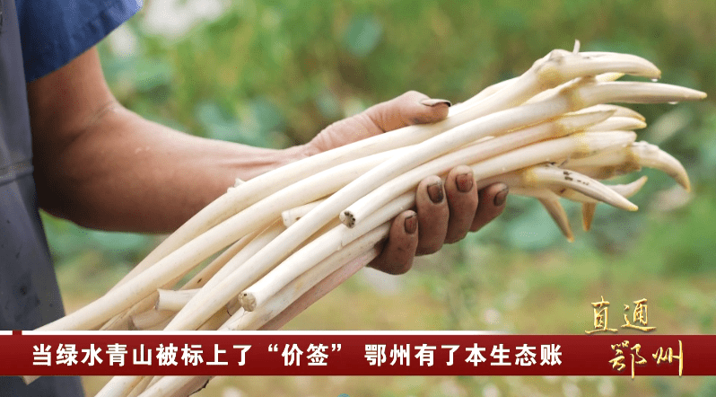 岳的大肥屁熟妇五十路99